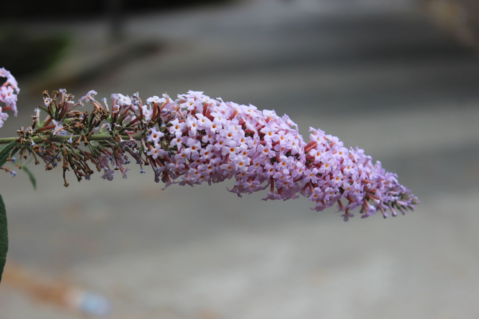 Canon EOS 600D (Rebel EOS T3i / EOS Kiss X5) sample photo. Nature, pink flower, turkey photography