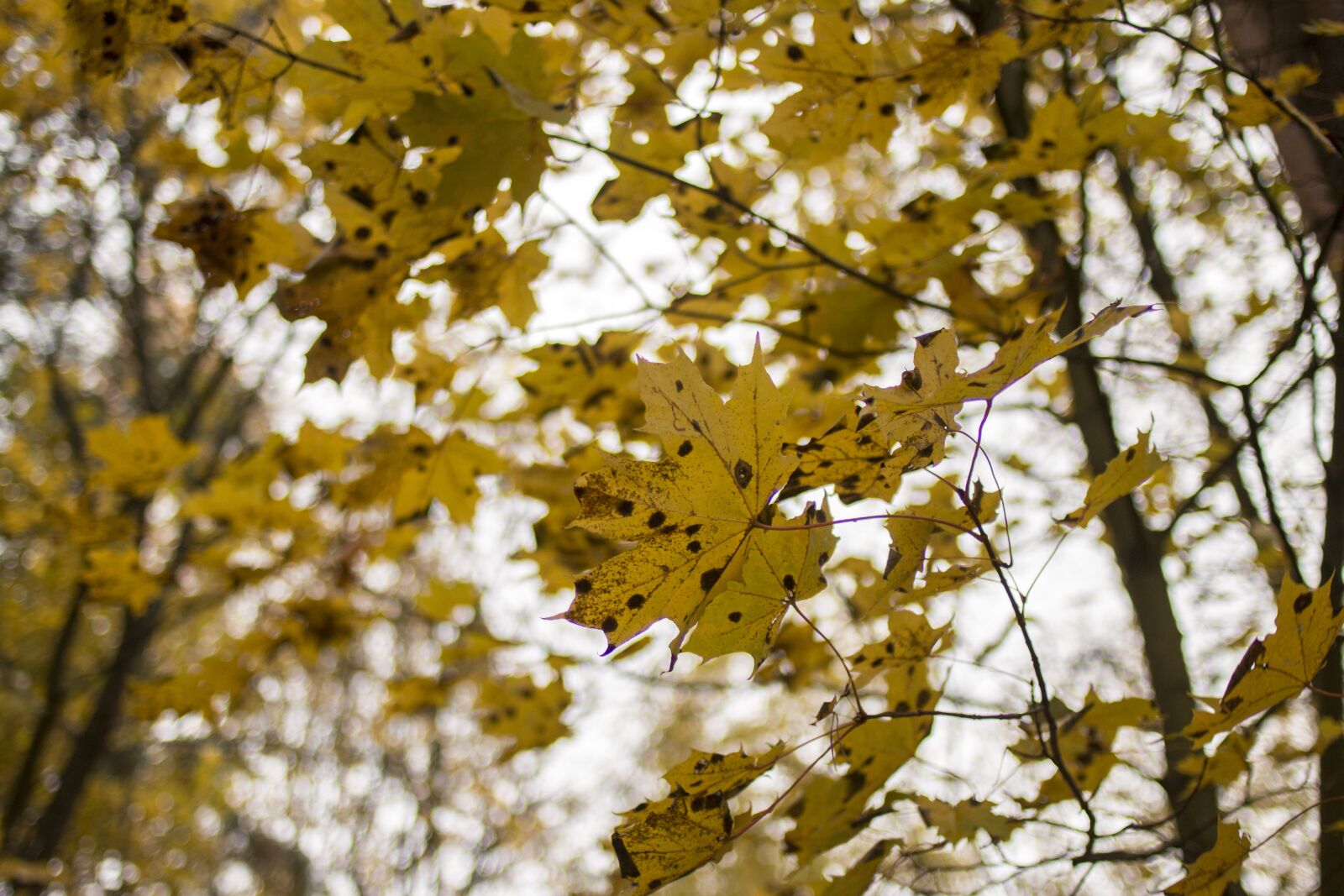 Canon EOS 70D + Canon EF 35mm F2 sample photo. Leaf, foliage, maple photography