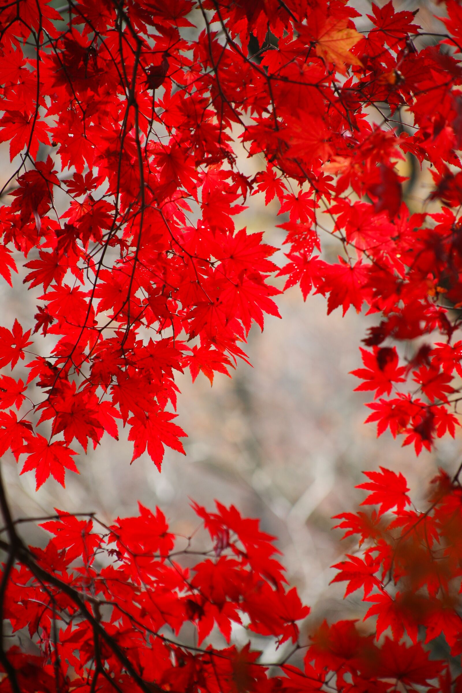 Canon EOS 5D sample photo. Autumn leaves, autumn, red photography