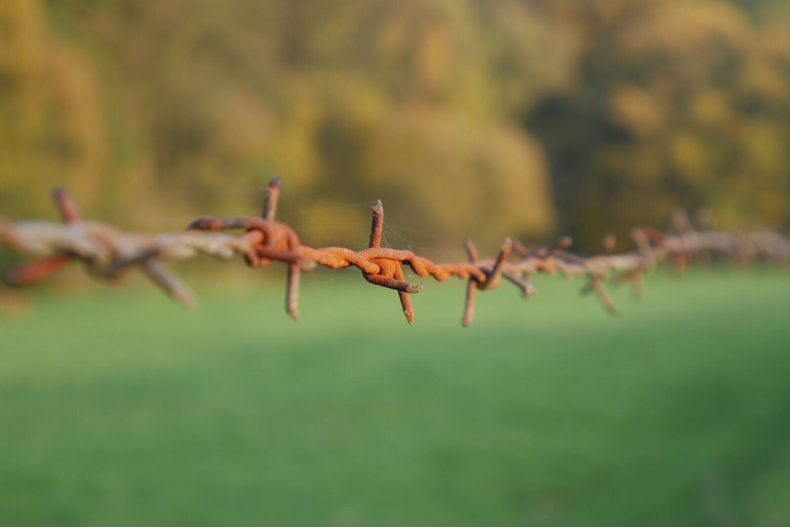 Panasonic DMC-G70 sample photo. Fence, barbed wire, wire photography