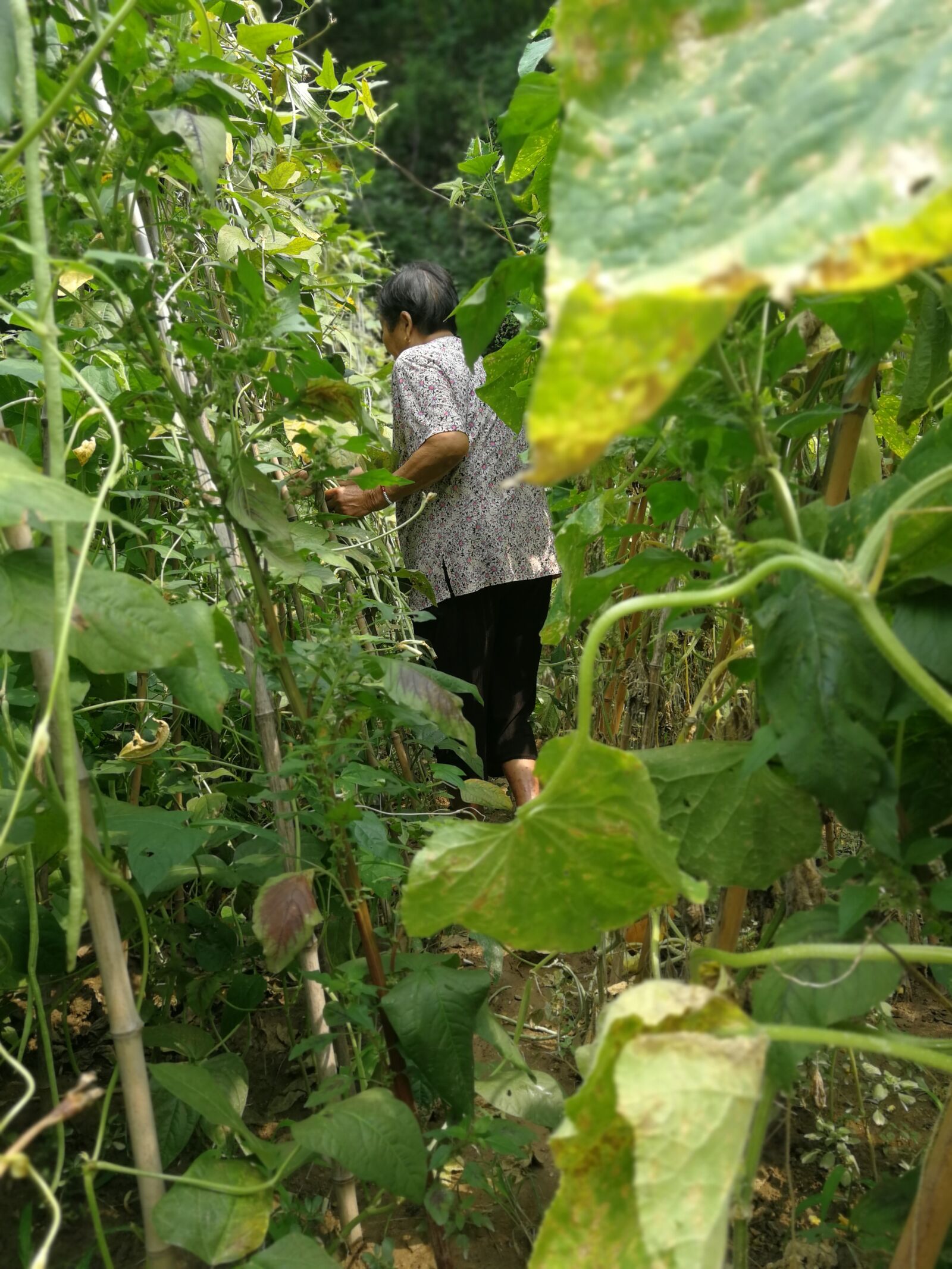 HUAWEI P10 sample photo. In rural areas, vegetable photography