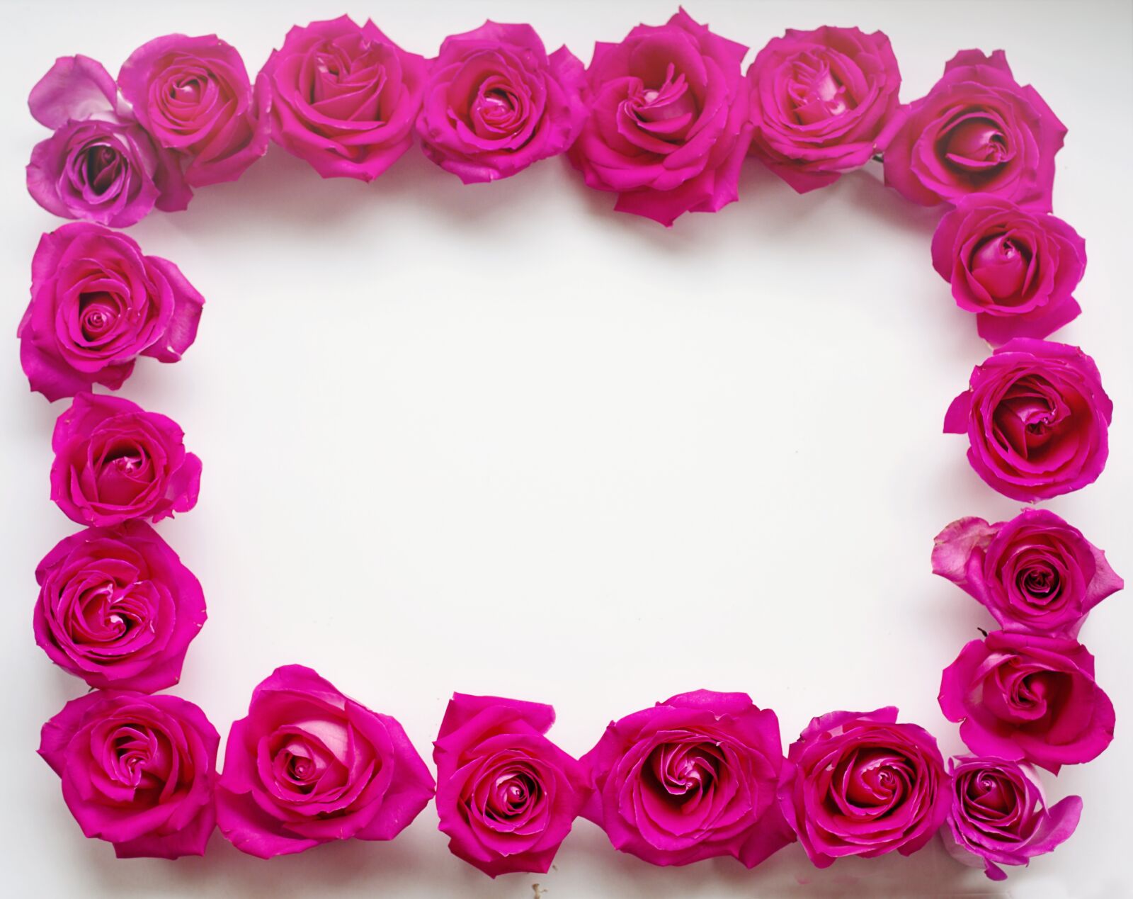 Canon EF 50mm F1.4 USM sample photo. Roses, border, edge photography