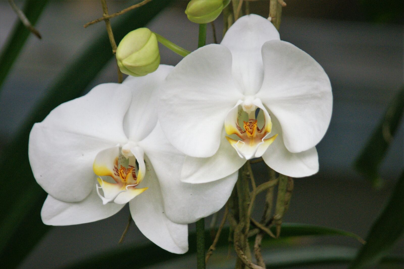 Sony Alpha DSLR-A700 sample photo. Orchid, white, flowers photography