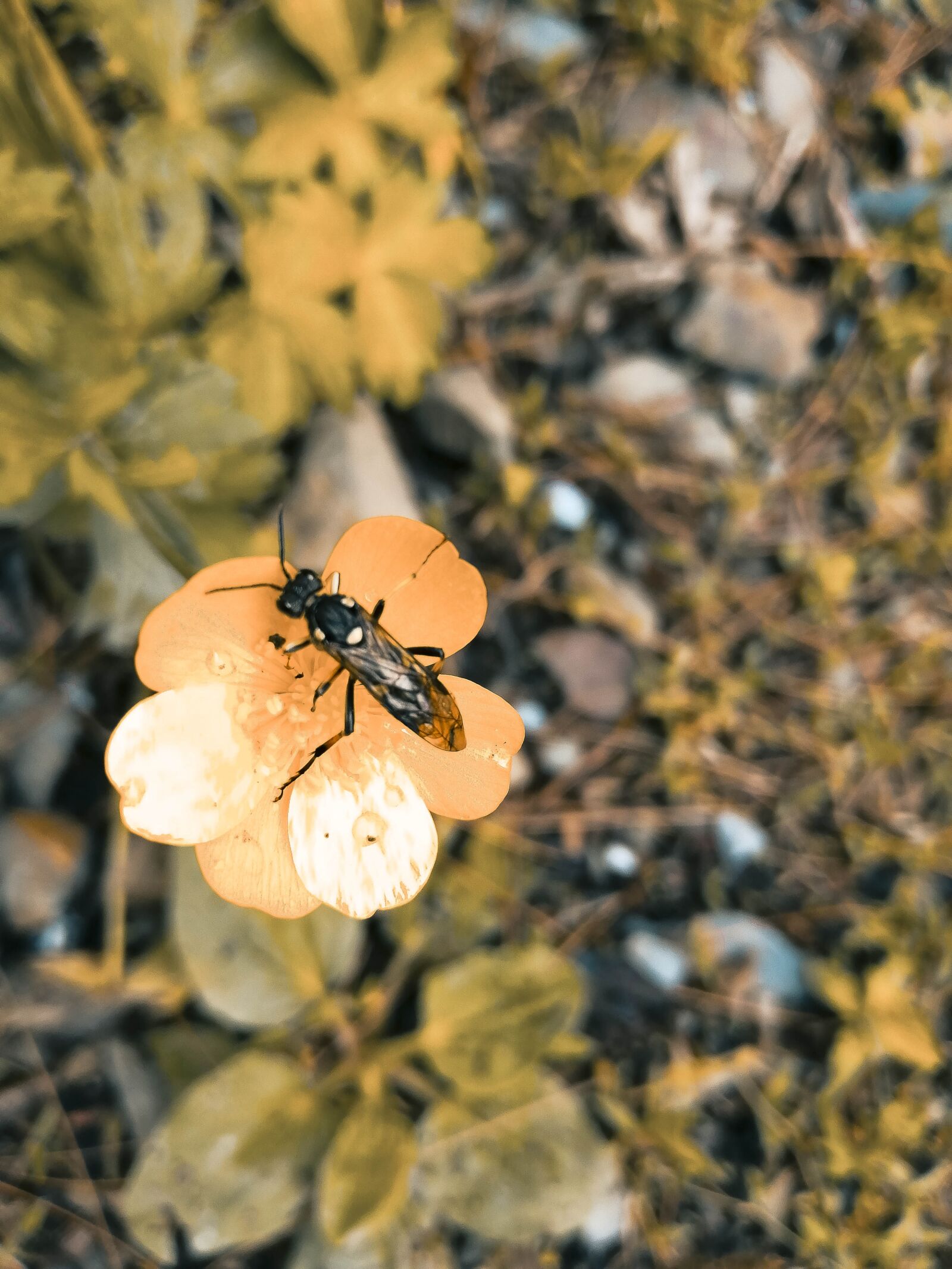 HUAWEI JKM-LX1 sample photo. Insect, plant, bee photography