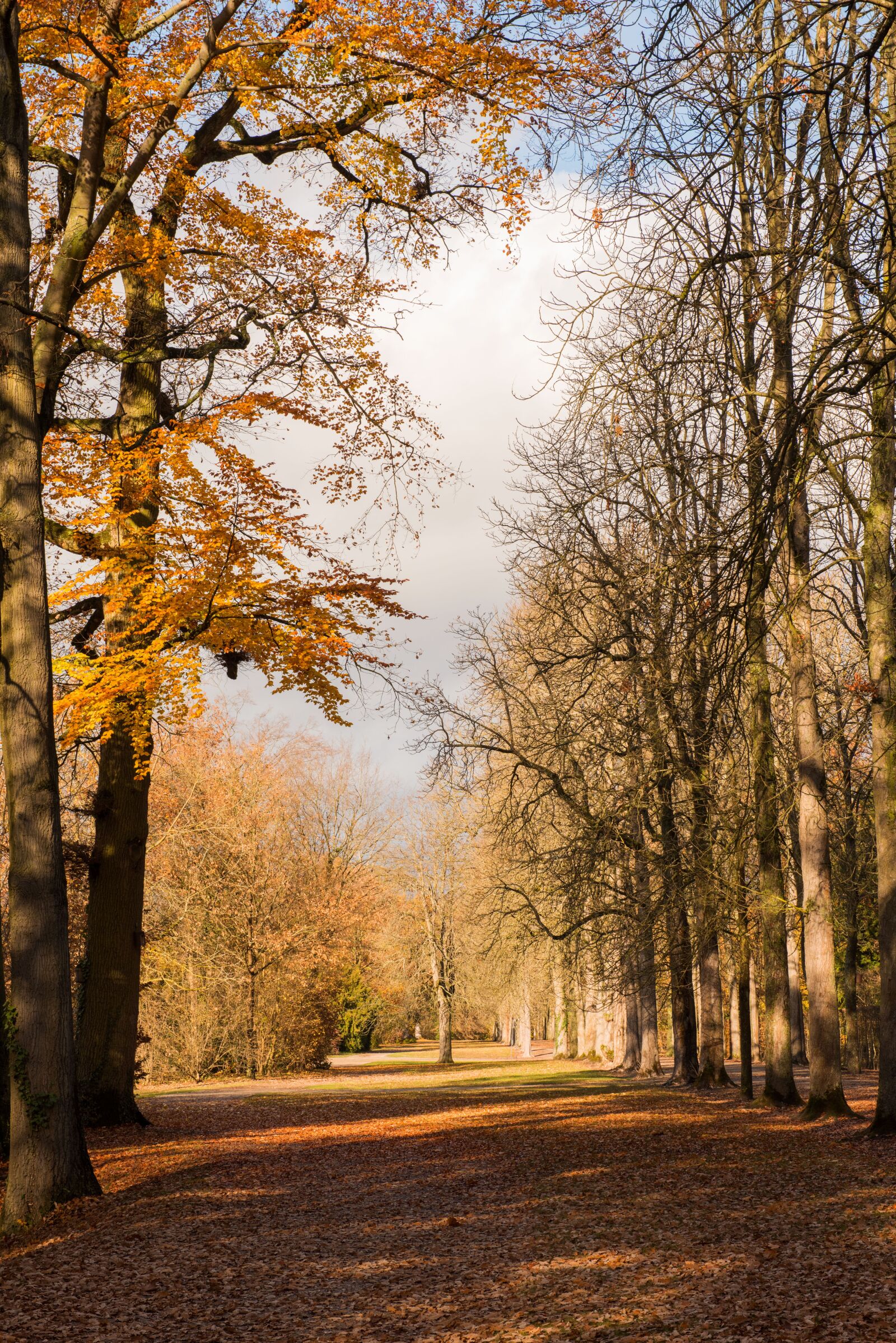 Nikon D810 sample photo. Palace, autumn, leaves photography