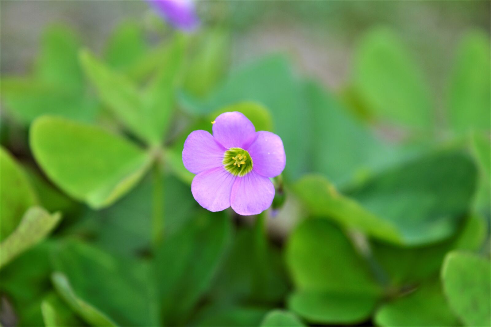 Nikon D5200 sample photo. Nature, flower, happy photography