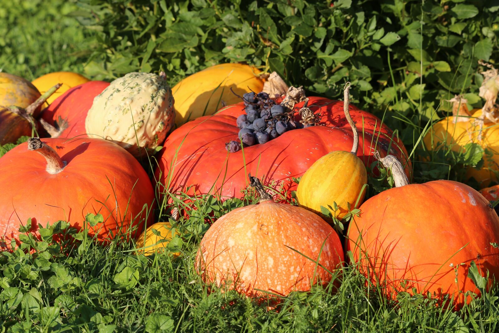Canon EOS 6D sample photo. Pumpkins, colorful, autumn photography