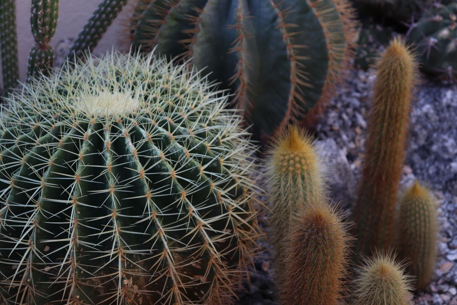Canon EOS 200D (EOS Rebel SL2 / EOS Kiss X9) sample photo. Cactus, botany, plant photography