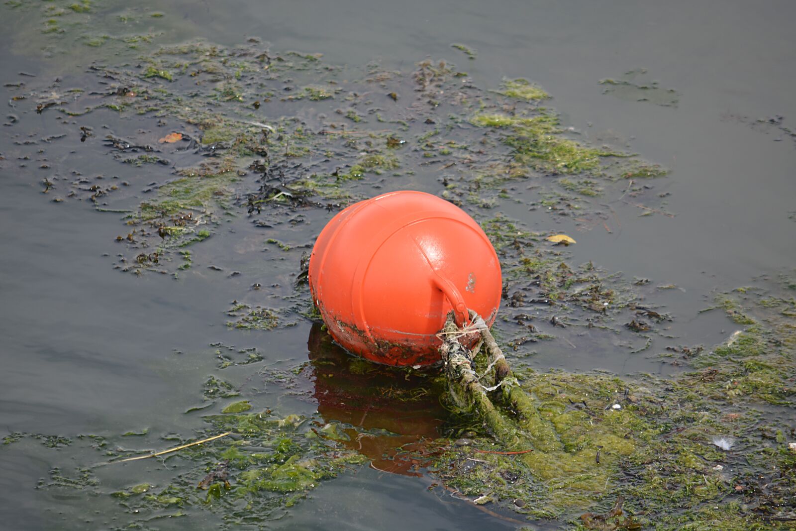 Nikon D5200 sample photo. Buoys, water, sea photography