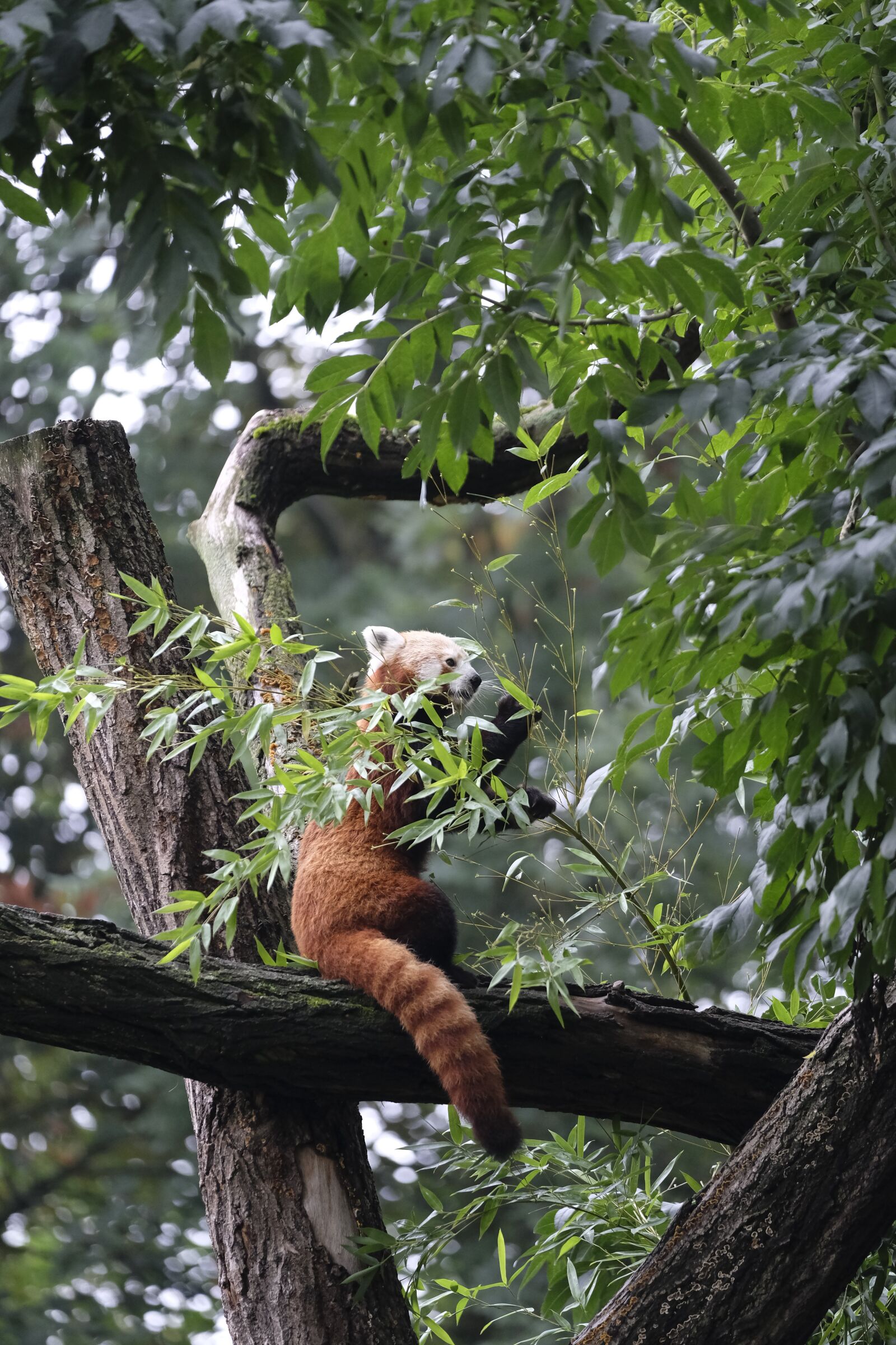 Fujifilm XF 50-140mm F2.8 R LM OIS WR sample photo. Little panda, panda, ailurus photography