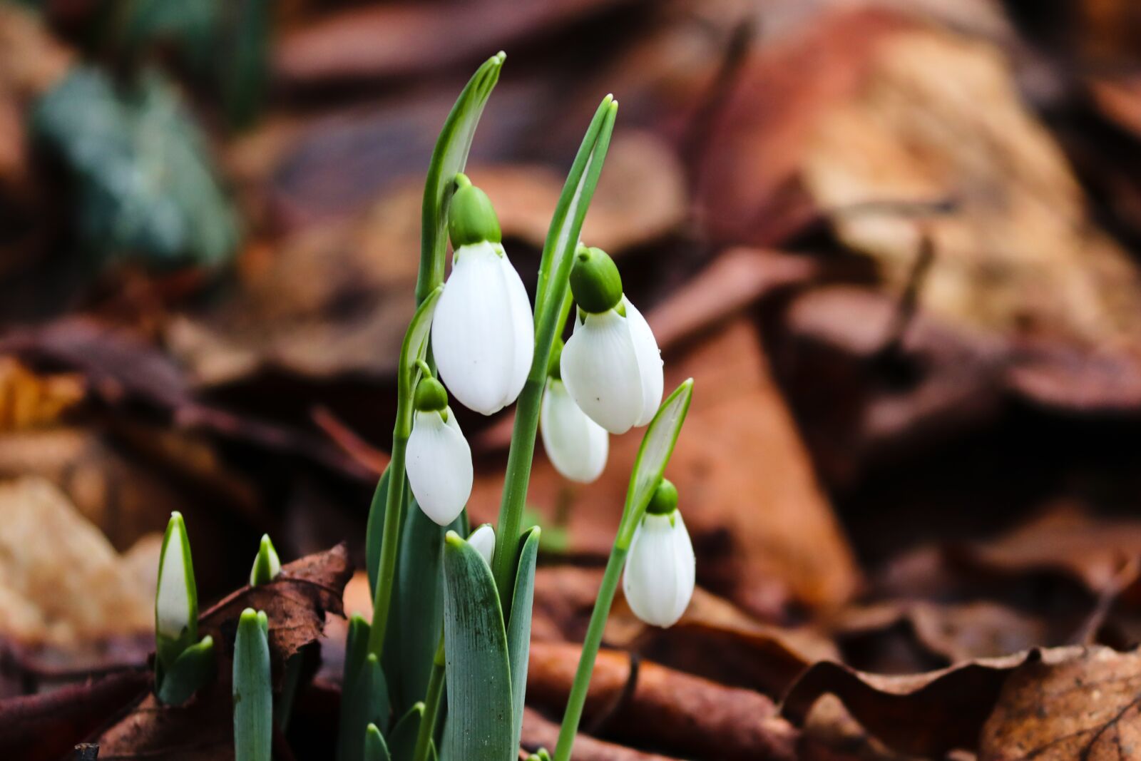 Canon EOS 200D (EOS Rebel SL2 / EOS Kiss X9) sample photo. Snowdrop, spring, signs of photography