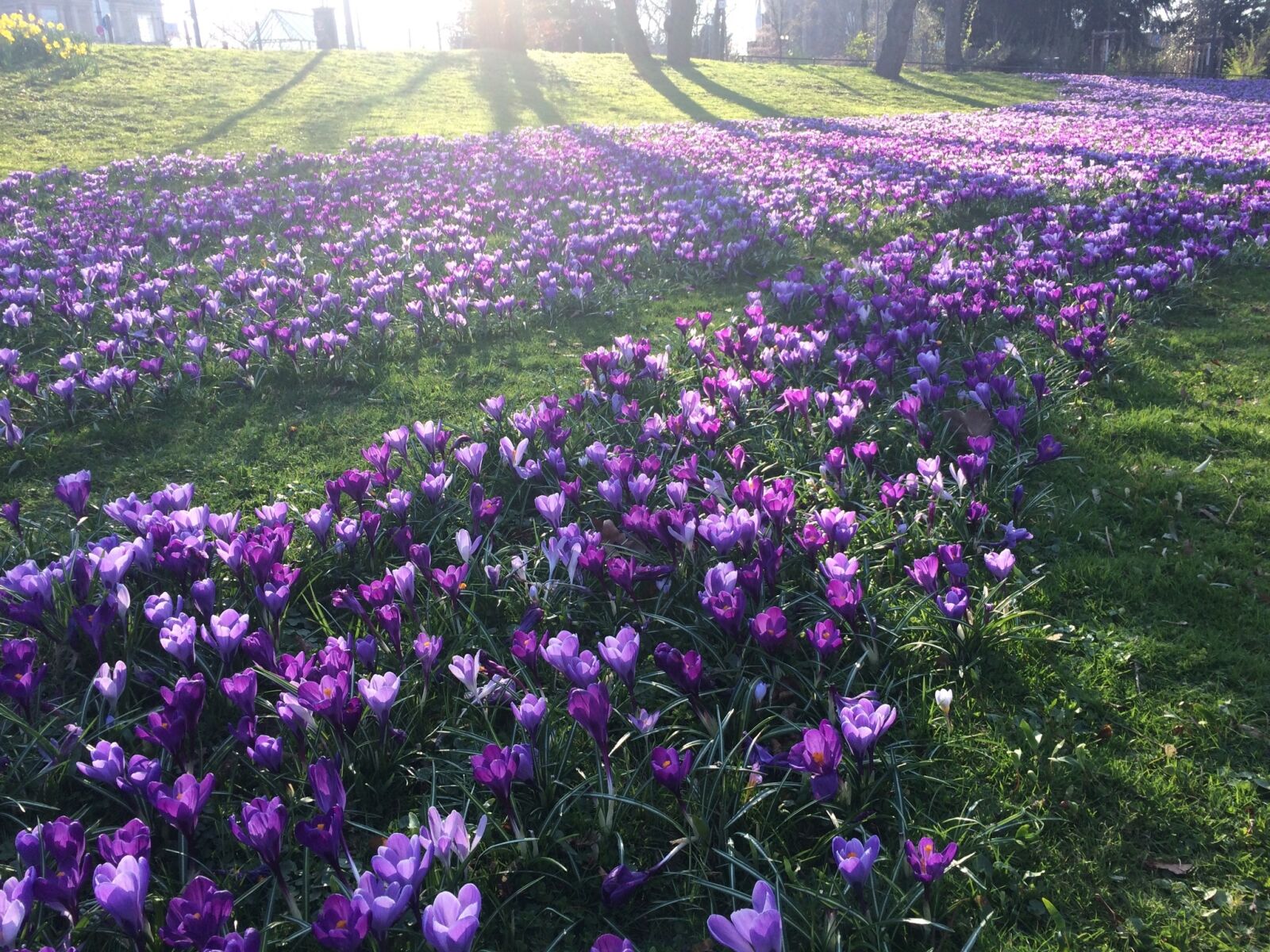 iPhone 5s back camera 4.15mm f/2.2 sample photo. Spring, crocus, purple photography