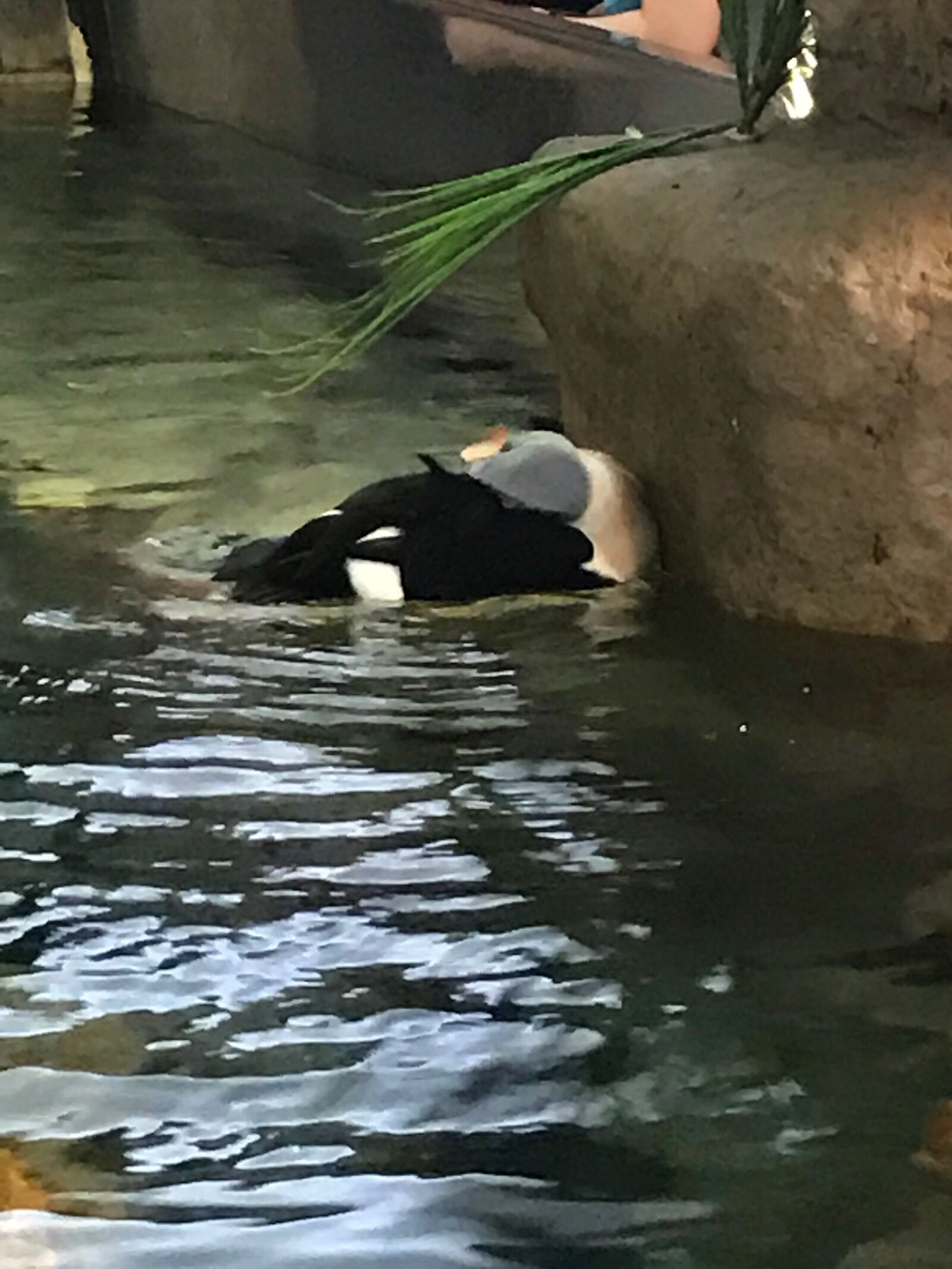 iPhone 7 back camera 3.99mm f/1.8 sample photo. Penguin, zoo photography