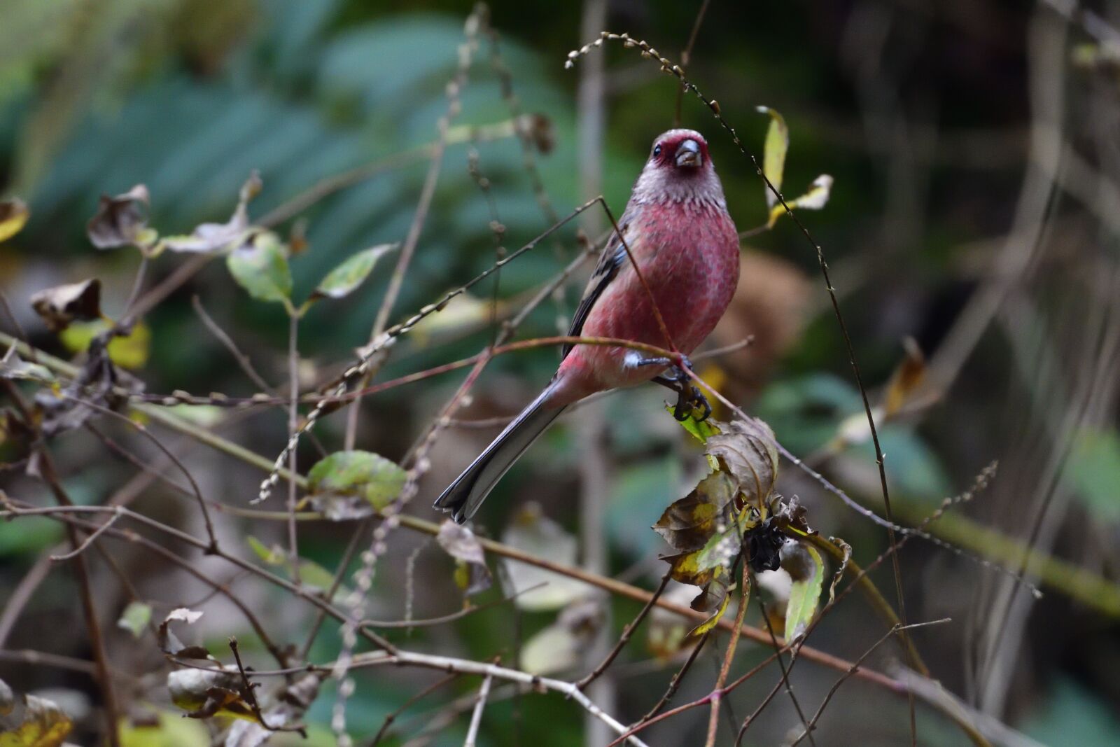 Nikon D500 sample photo. Wild animals, bird, natural photography