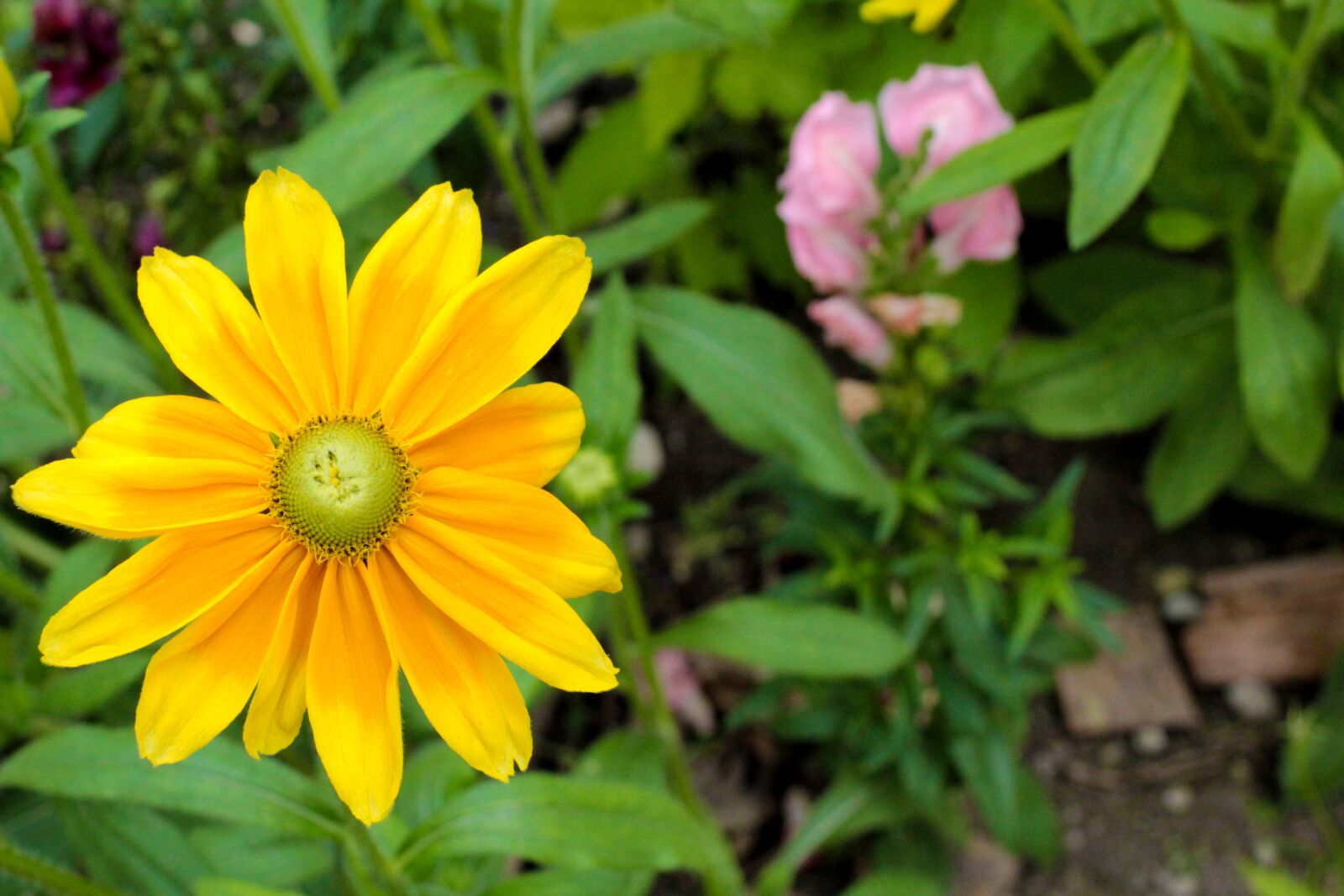 Canon EF 50mm F1.4 USM sample photo. Coneflower, blossom, bloom photography