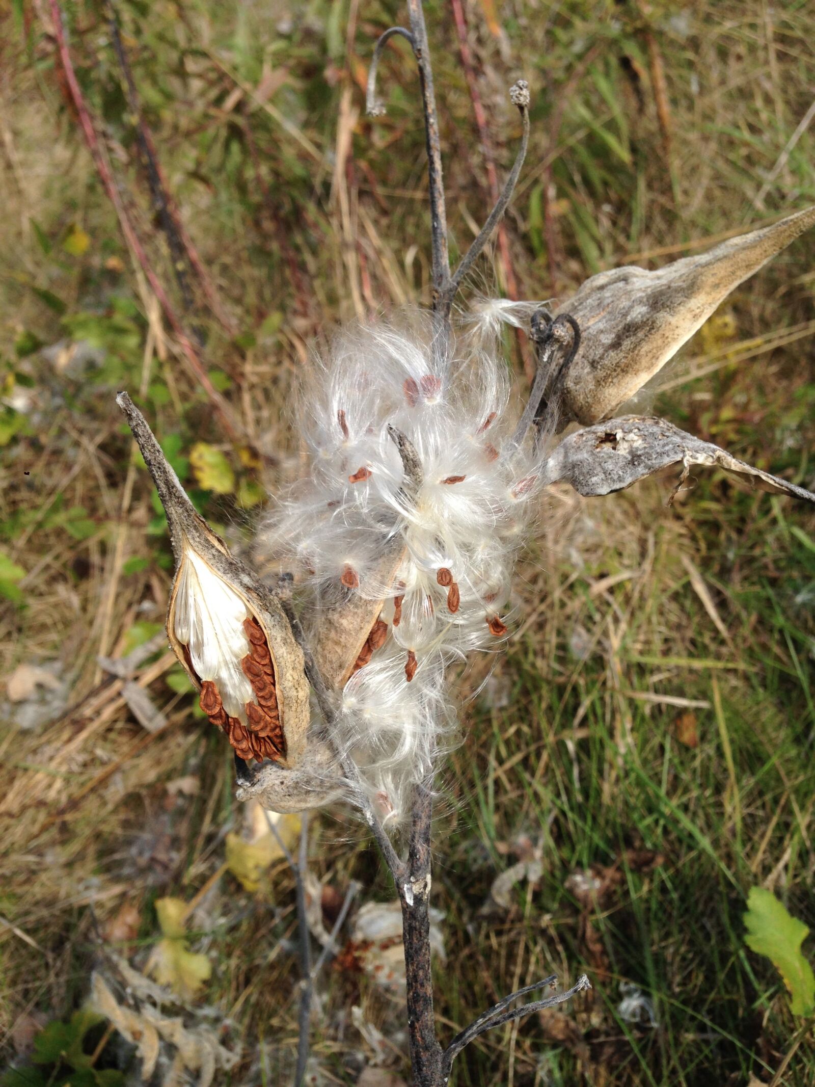Apple iPhone 5 sample photo. Milkweed, seed pods, autumn photography