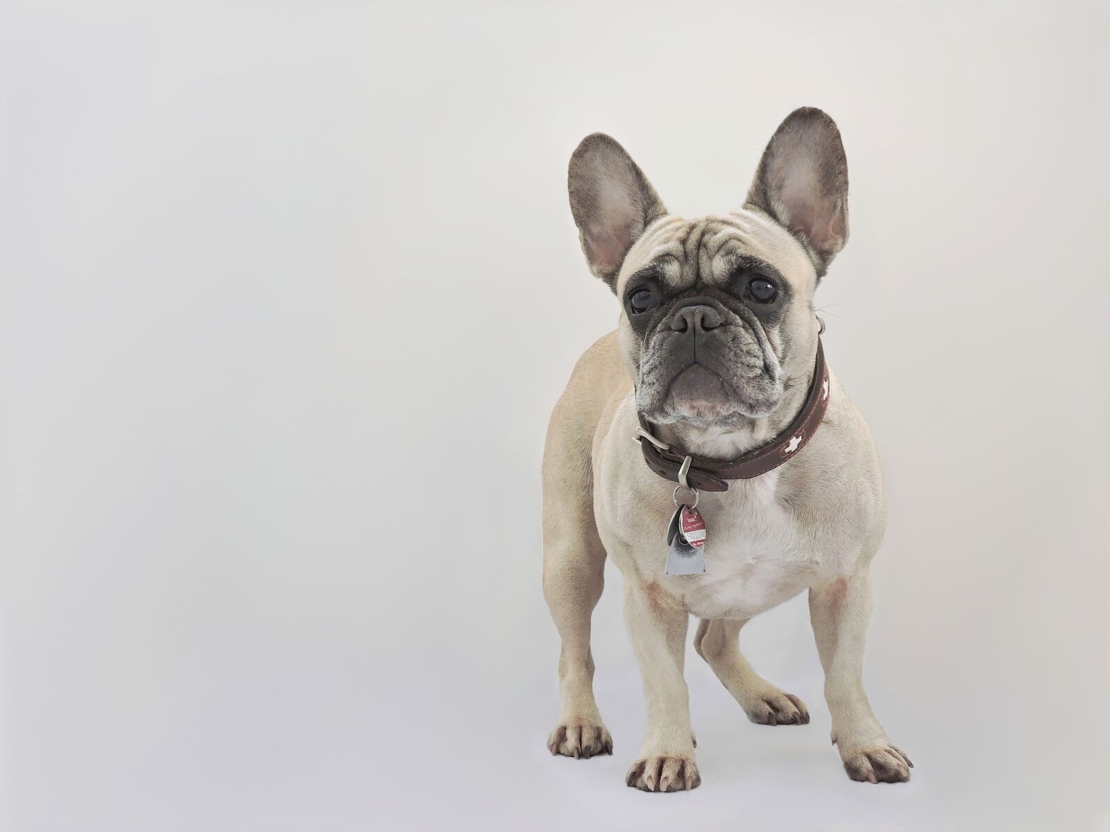 Nikon Coolpix P600 sample photo. French bulldog, dog, purebred photography