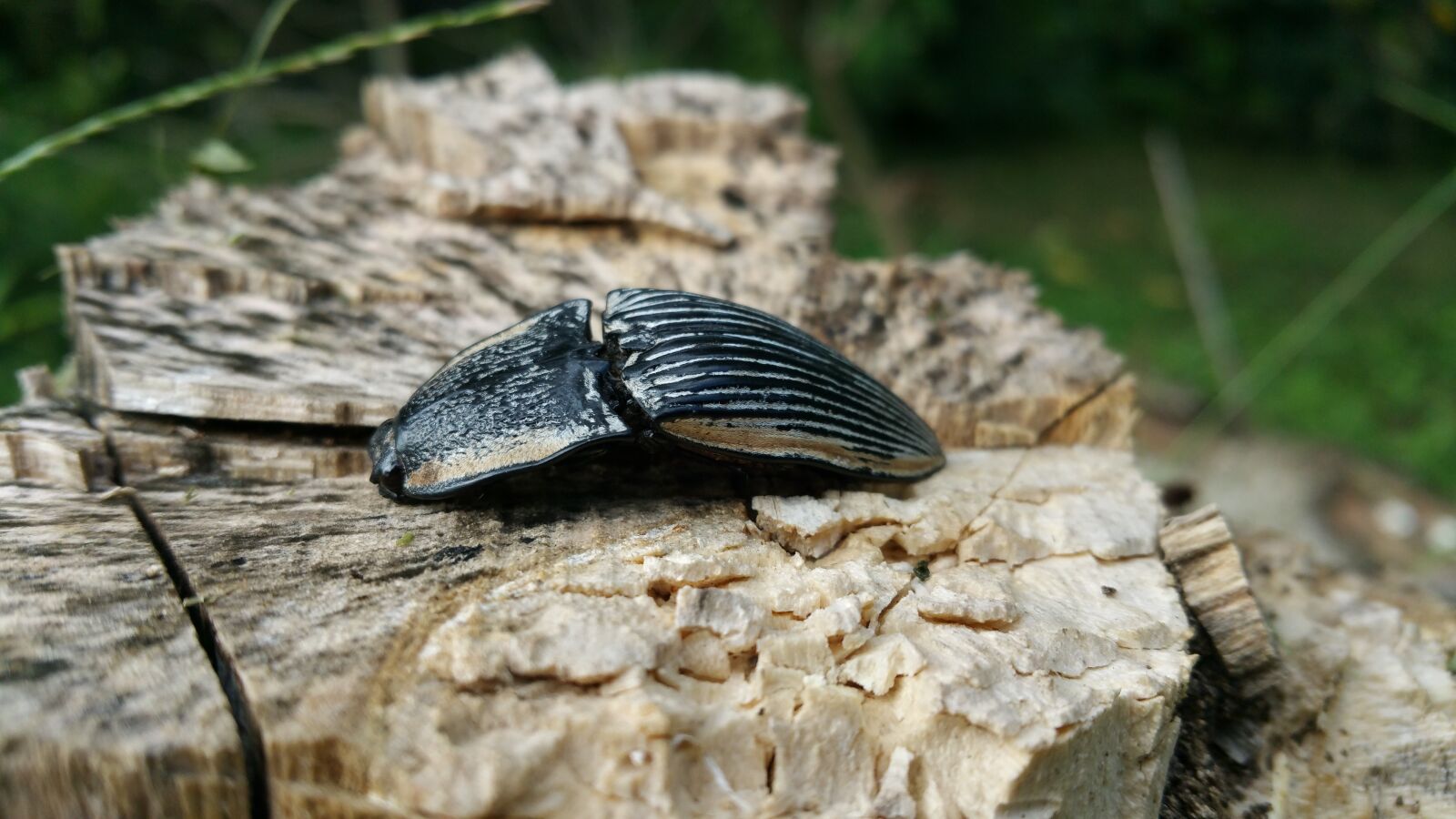Samsung Galaxy Note4 sample photo. Bug, insect, beetle photography