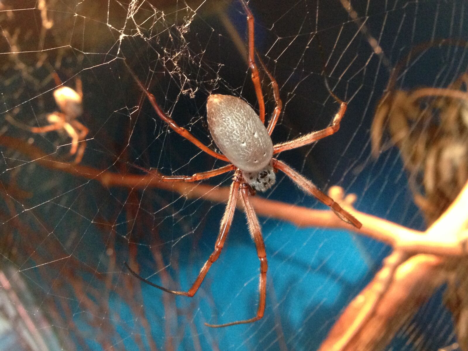 Apple iPhone 5 sample photo. Spider, spider-web, nature photography