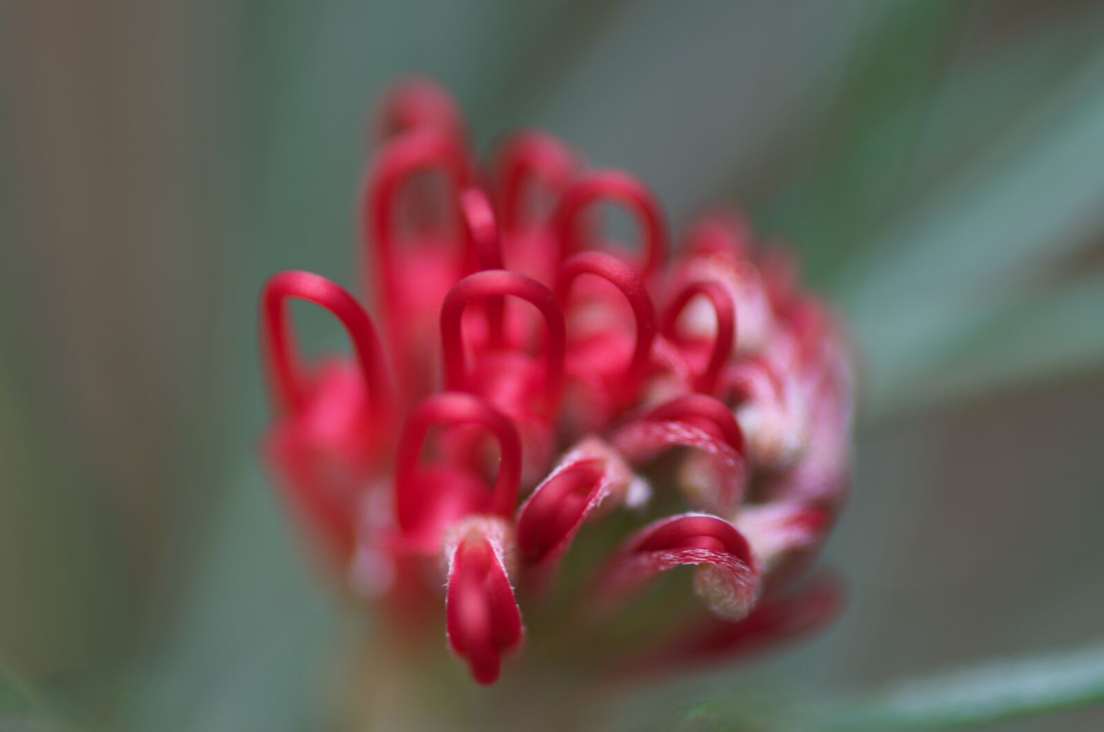 Pentax K-5 sample photo. Protea, flower, bloom photography