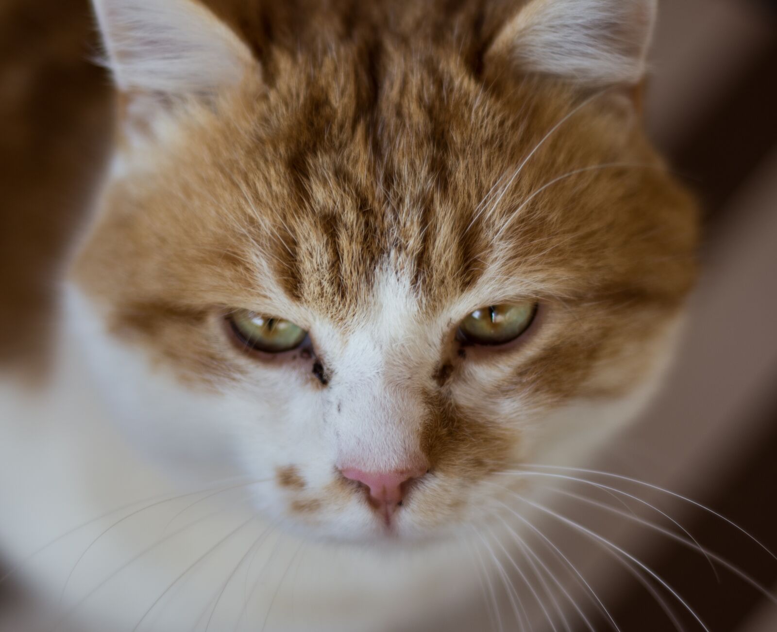 Nikon D7200 sample photo. Cat, animal, cute photography