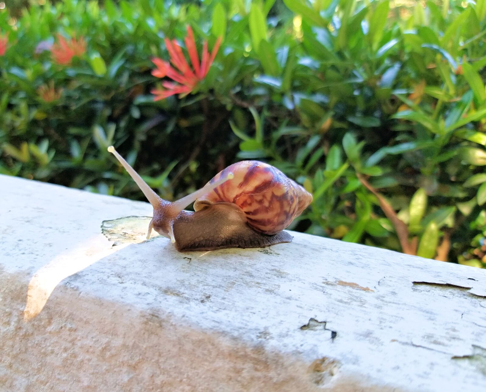 Samsung Galaxy J8 sample photo. Nature, animales, snail photography