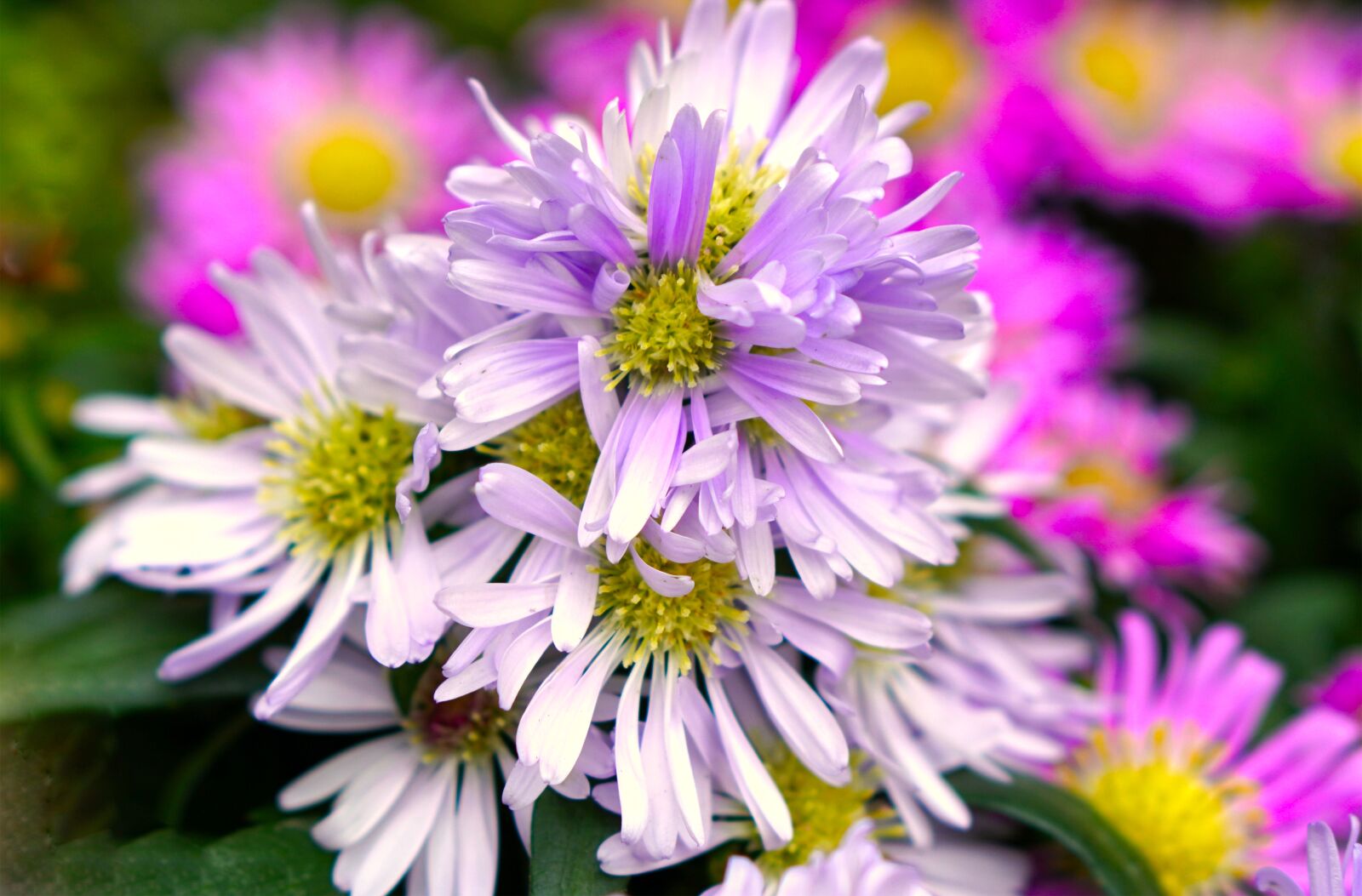 E 50mm F1.8 OSS sample photo. Asters, autumn, flowers photography