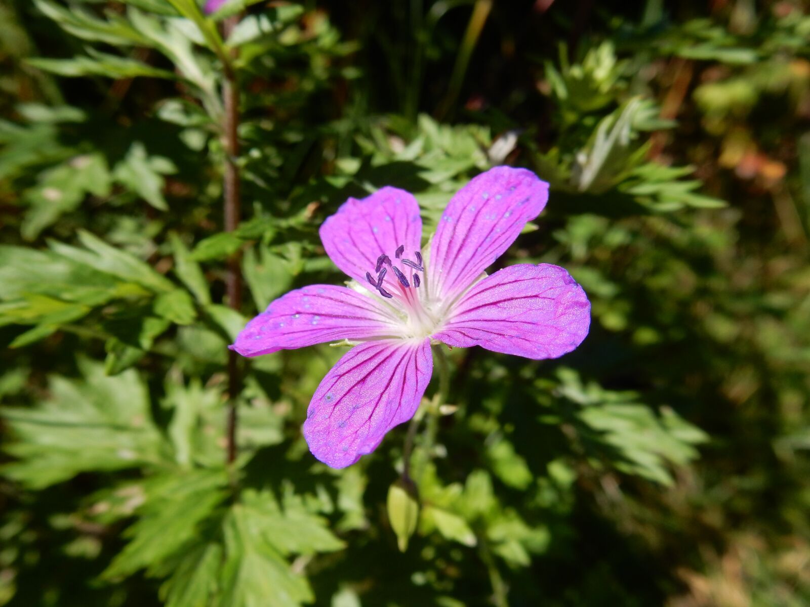 Nikon Coolpix S9900 sample photo. Geranium, violet flower, close photography