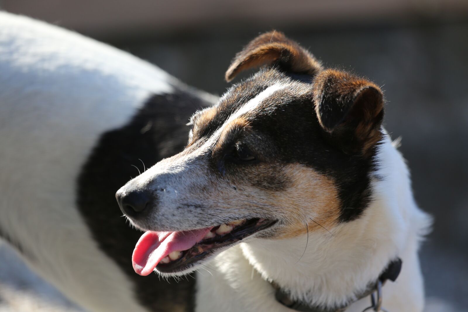 Canon EF 100-400mm F4.5-5.6L IS USM sample photo. Dog, jack russel, terrier photography
