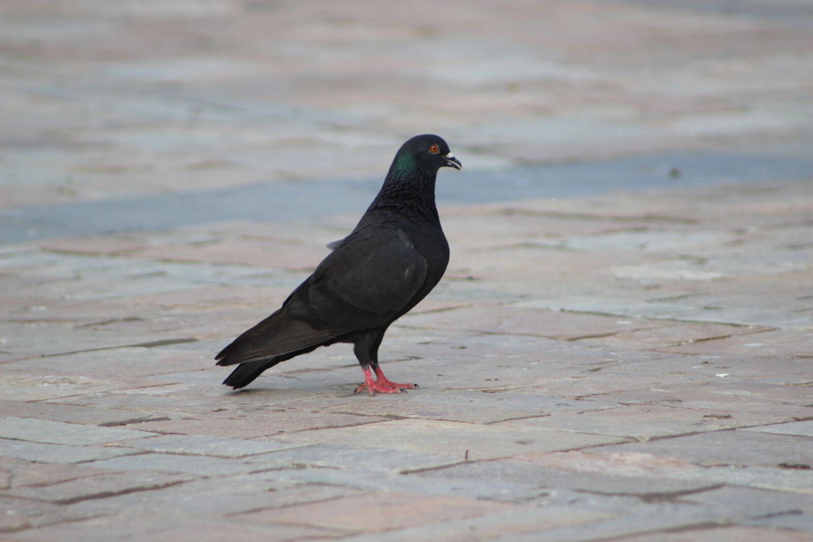 Canon EOS 600D (Rebel EOS T3i / EOS Kiss X5) + Canon EF 75-300mm f/4-5.6 sample photo. Mansion, pigeon, bird photography