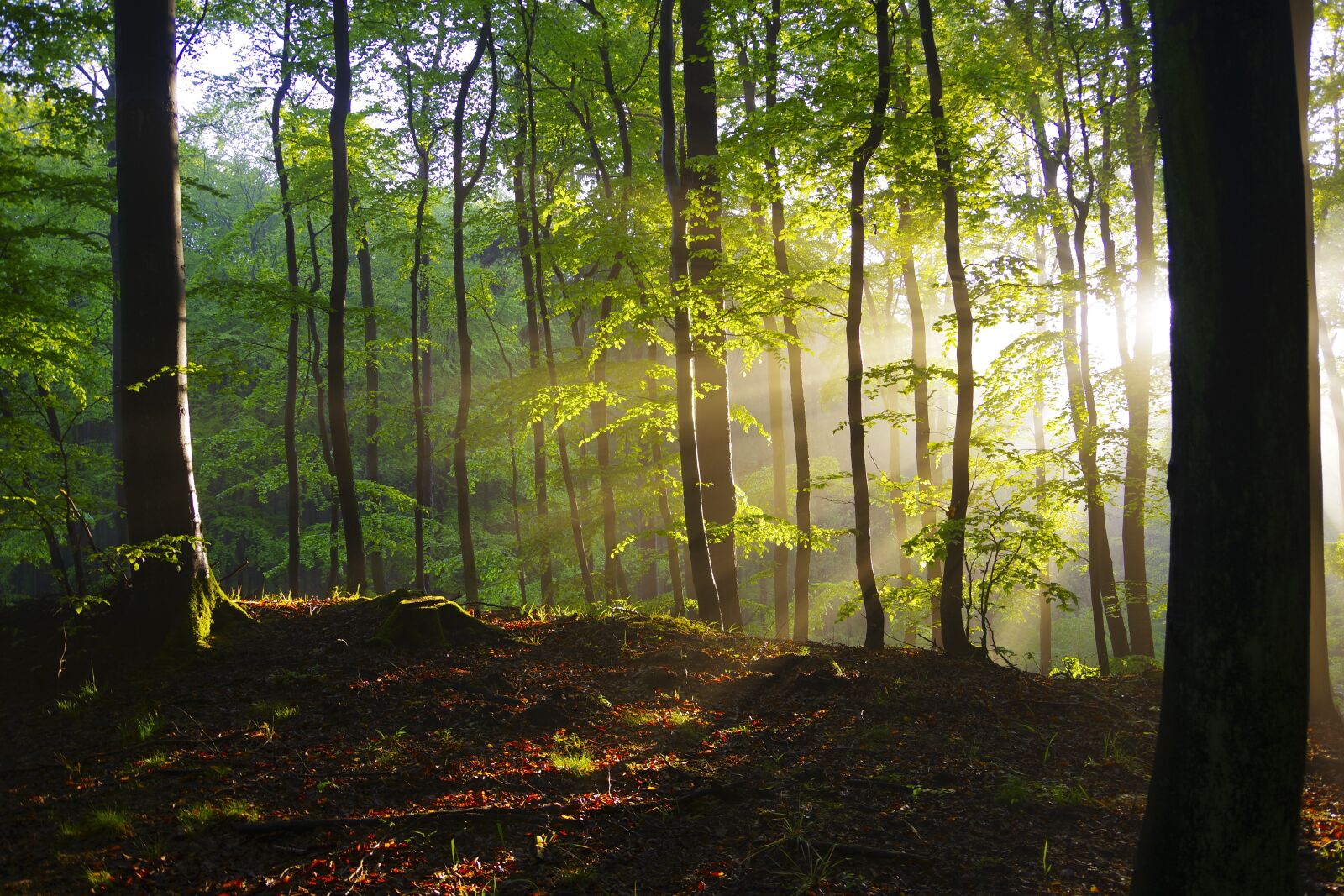 Pentax K-70 sample photo. Forest, nature, green photography