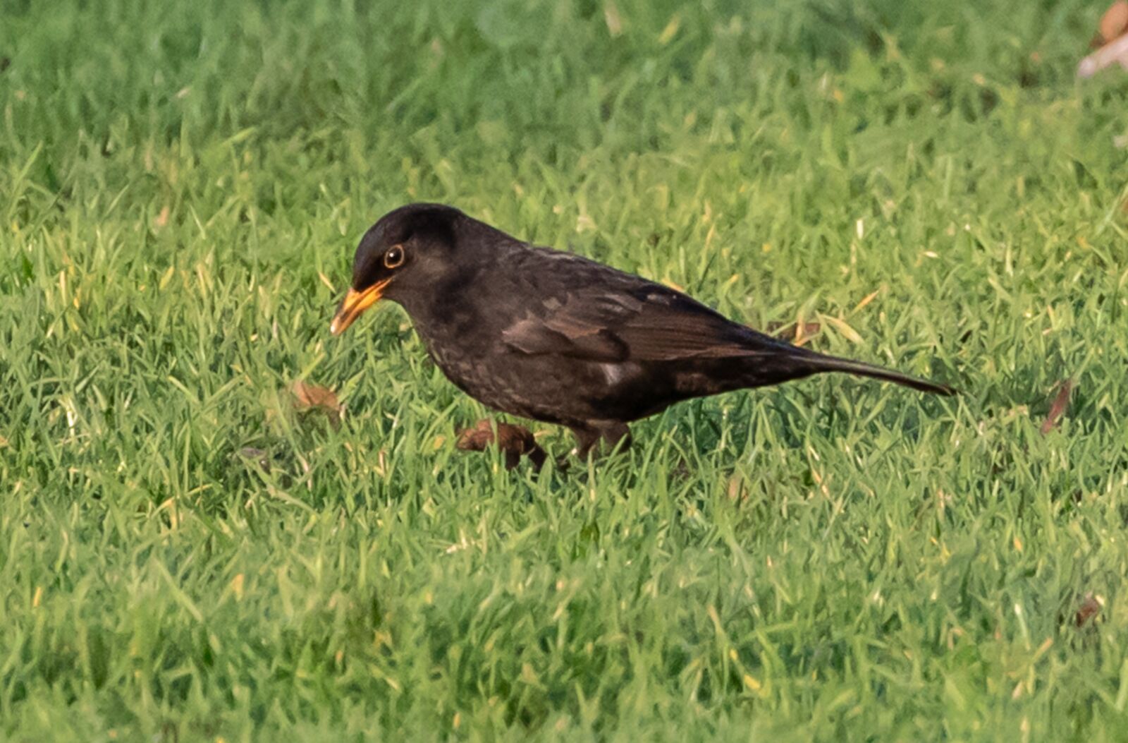 Canon EOS 7D Mark II sample photo. Blackbird, bird, black bird photography