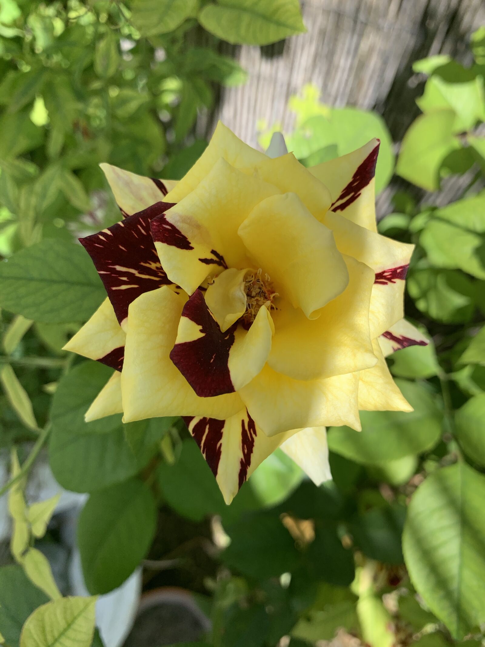 Apple iPhone XR sample photo. Rosa, japanese, color photography