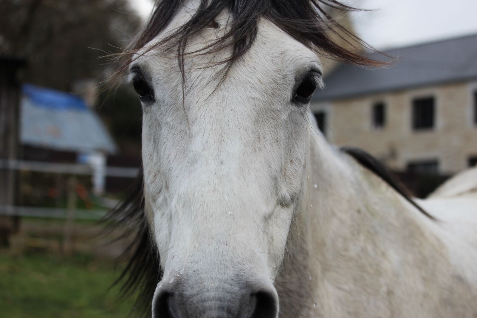 Canon EOS 1200D (EOS Rebel T5 / EOS Kiss X70 / EOS Hi) sample photo. Horses, horse, animals photography