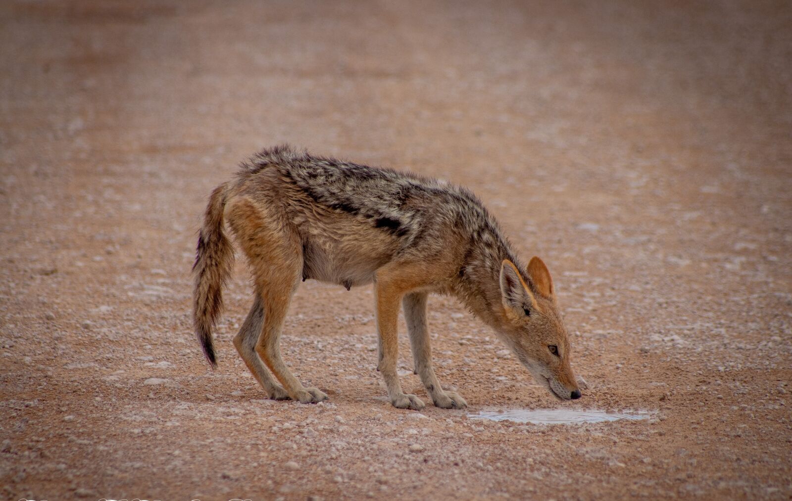 Canon EOS 200D (EOS Rebel SL2 / EOS Kiss X9) sample photo. Jackal, namibia, etosha national photography