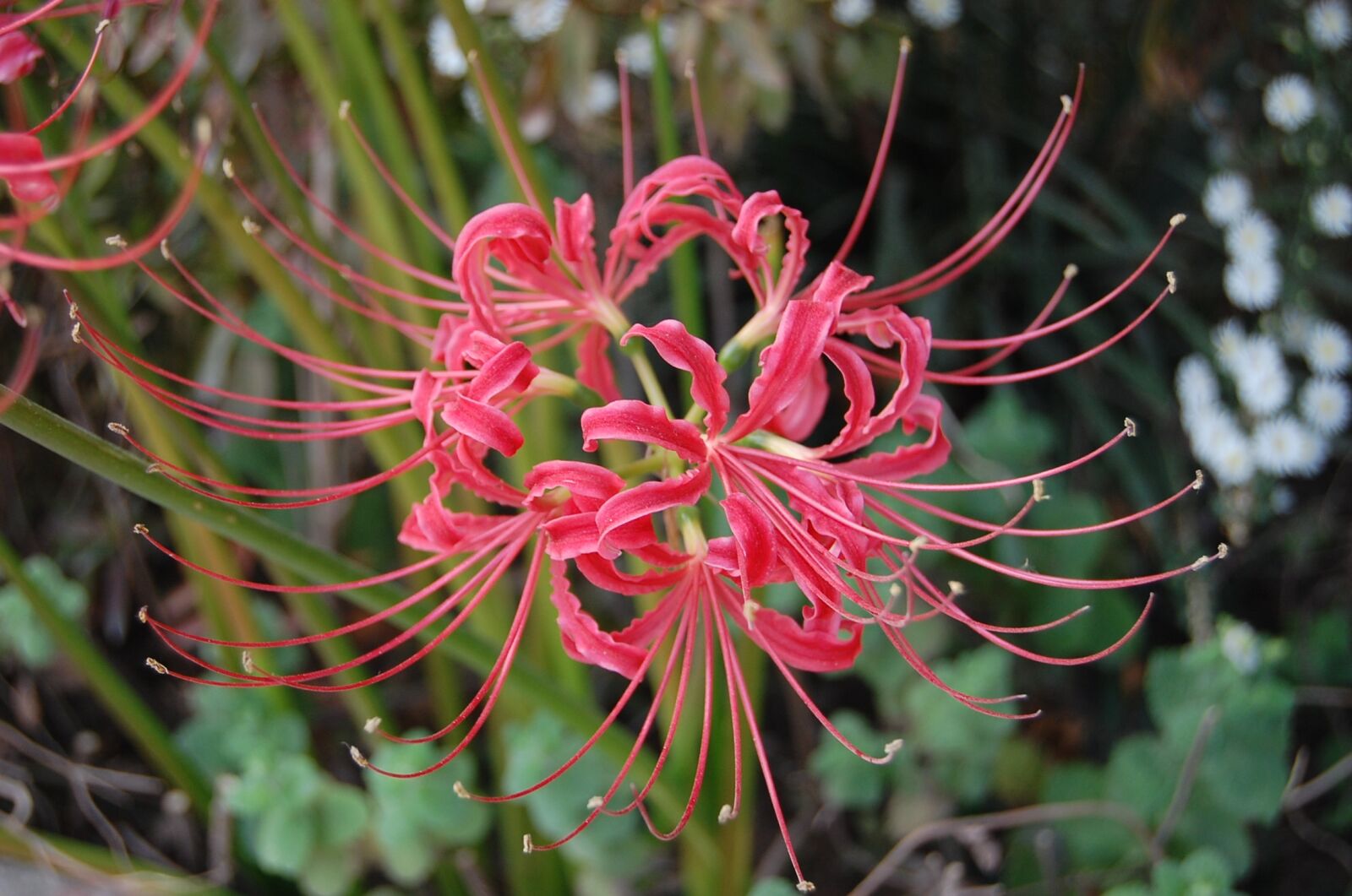 Nikon D40 sample photo. Spider flower, flowers for photography