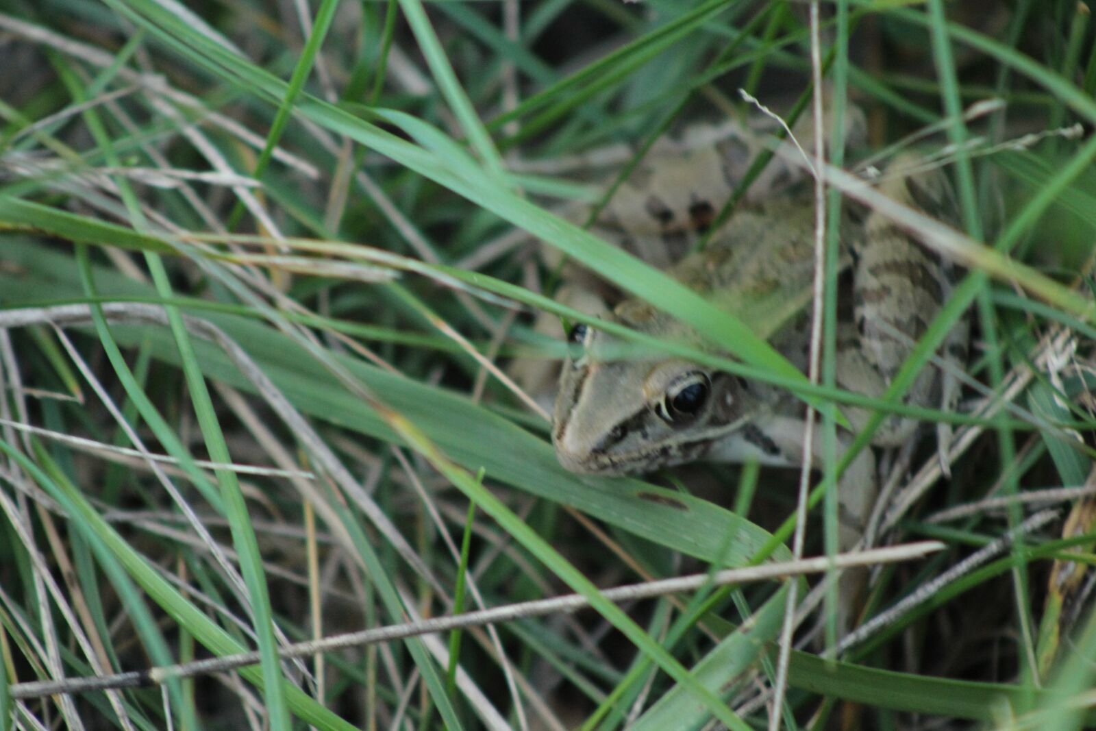 Canon EOS 1300D (EOS Rebel T6 / EOS Kiss X80) + EF75-300mm f/4-5.6 sample photo. Frog, grass, green photography