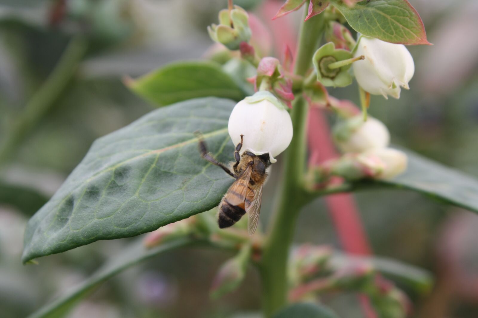 Canon EOS 1000D (EOS Digital Rebel XS / EOS Kiss F) sample photo. Blueberry, apis mellifera, pollination photography