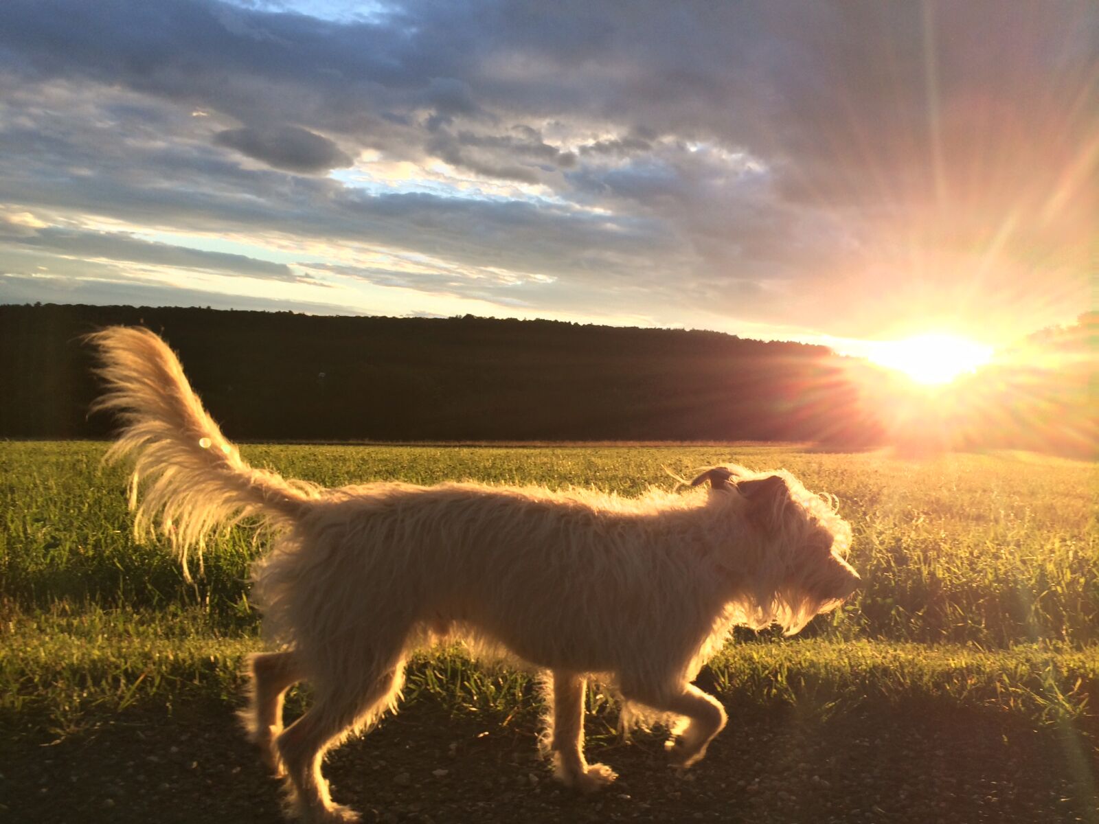 Apple iPhone 5s sample photo. Dog, journey, sunrise photography