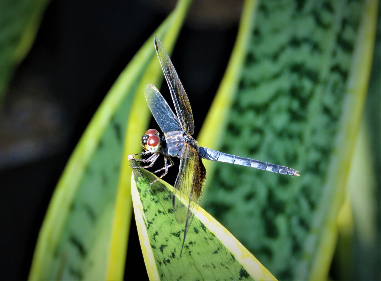 Canon PowerShot SX60 HS sample photo. Dragonfly, insect, closeup photography