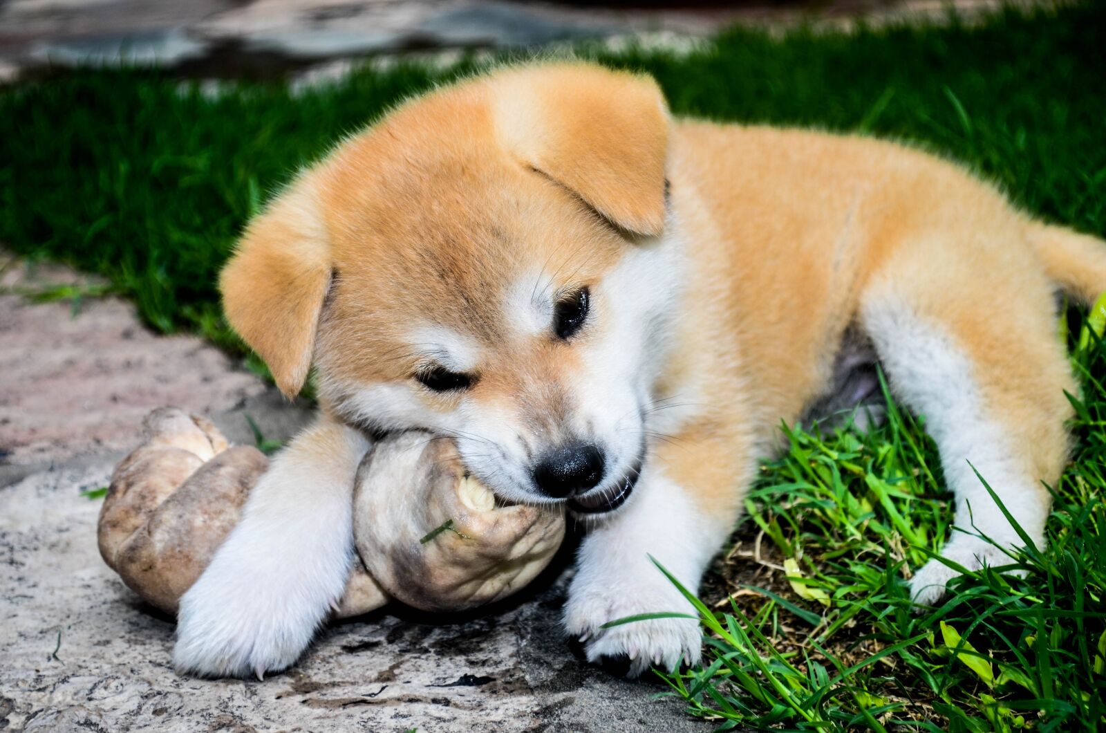 Nikon D5100 sample photo. Bone, cachorra, female photography