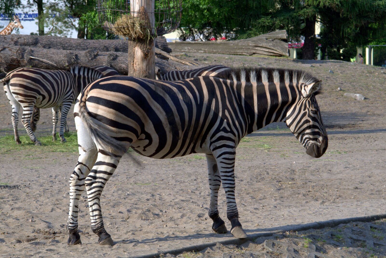 Pentax K-S2 sample photo. Zebra, animals, african photography
