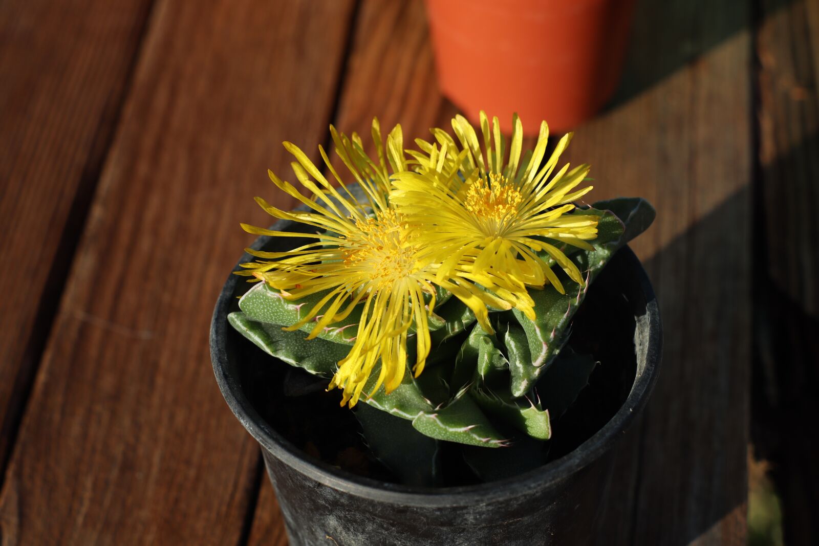 Canon EOS M50 (EOS Kiss M) sample photo. Yellow flowers, faucarias, succulent photography