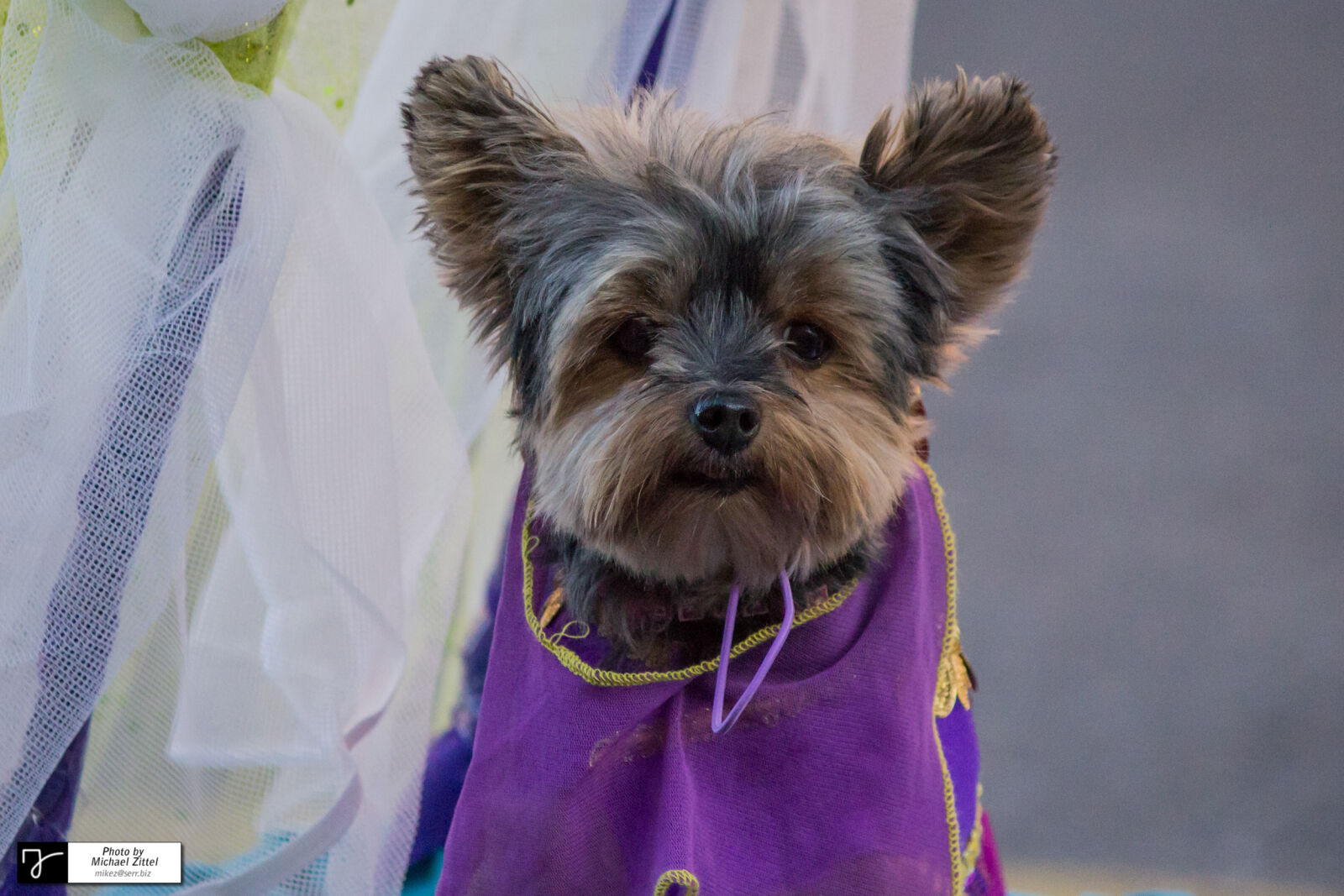 Canon EOS 600D (Rebel EOS T3i / EOS Kiss X5) sample photo. Portrait, of, dog photography