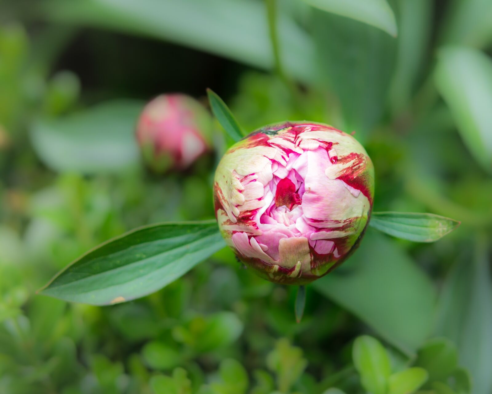 Samsung NX300M sample photo. Peony, bud, flower photography