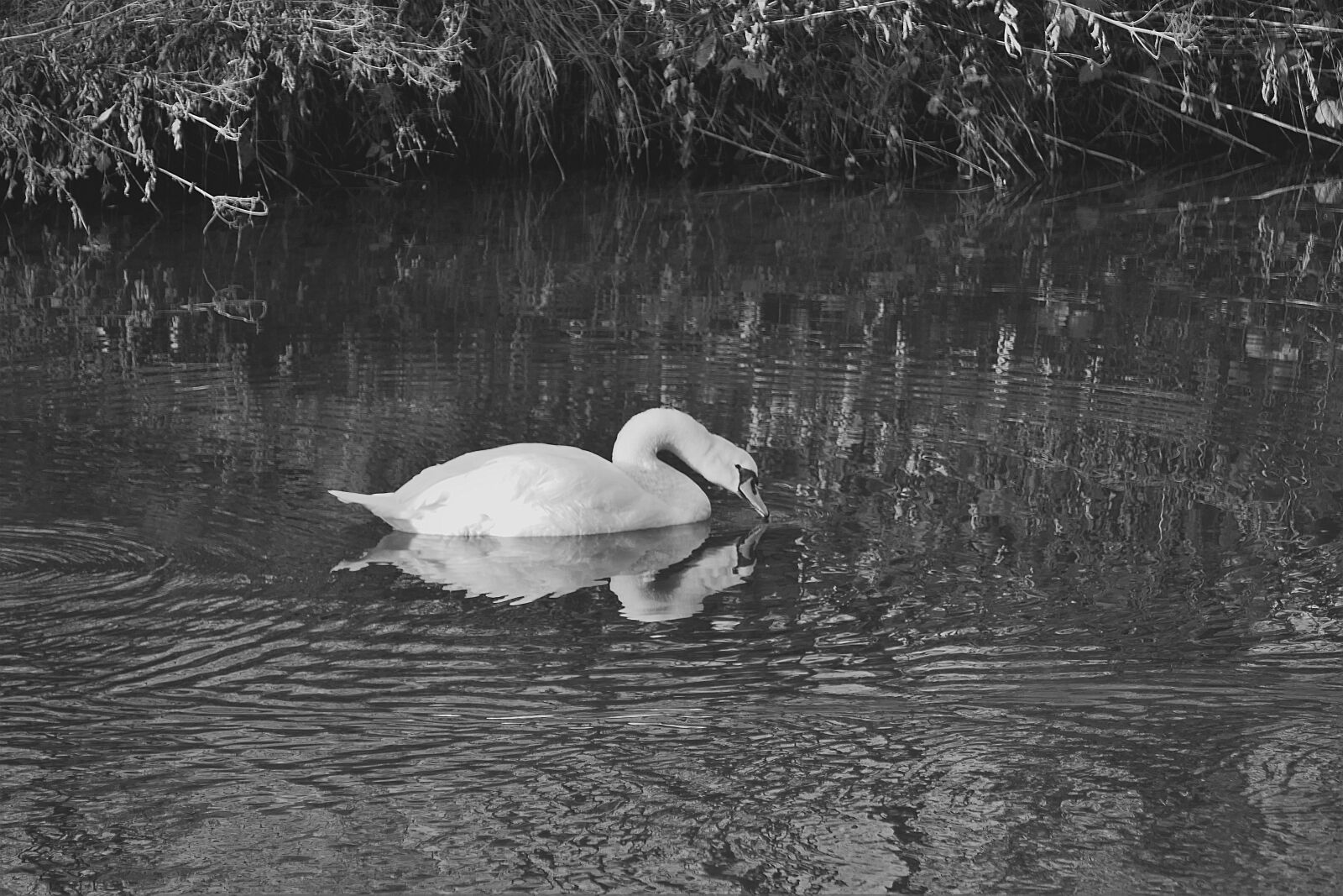 Panasonic Lumix DMC-FZ1000 sample photo. Swan, water bird, s photography
