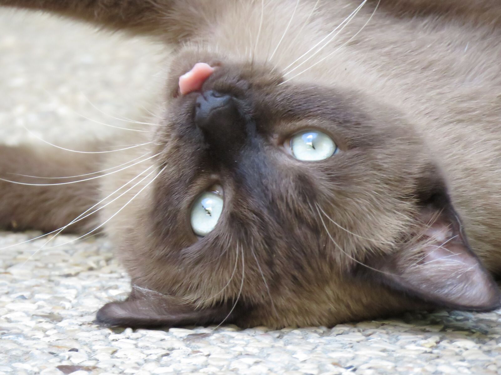 Canon PowerShot SX60 HS sample photo. Cat, siamese, pet photography