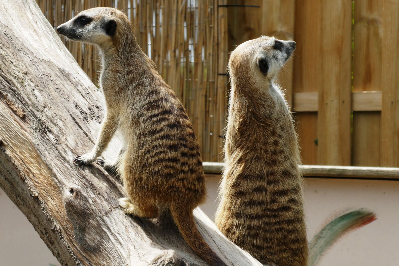 Panasonic Lumix DC-ZS70 (Lumix DC-TZ90) sample photo. Meerkats, animal park, faunapark photography