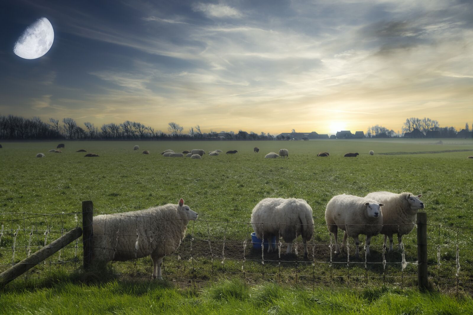 Nikon D600 sample photo. Pasture, sheep, nature photography