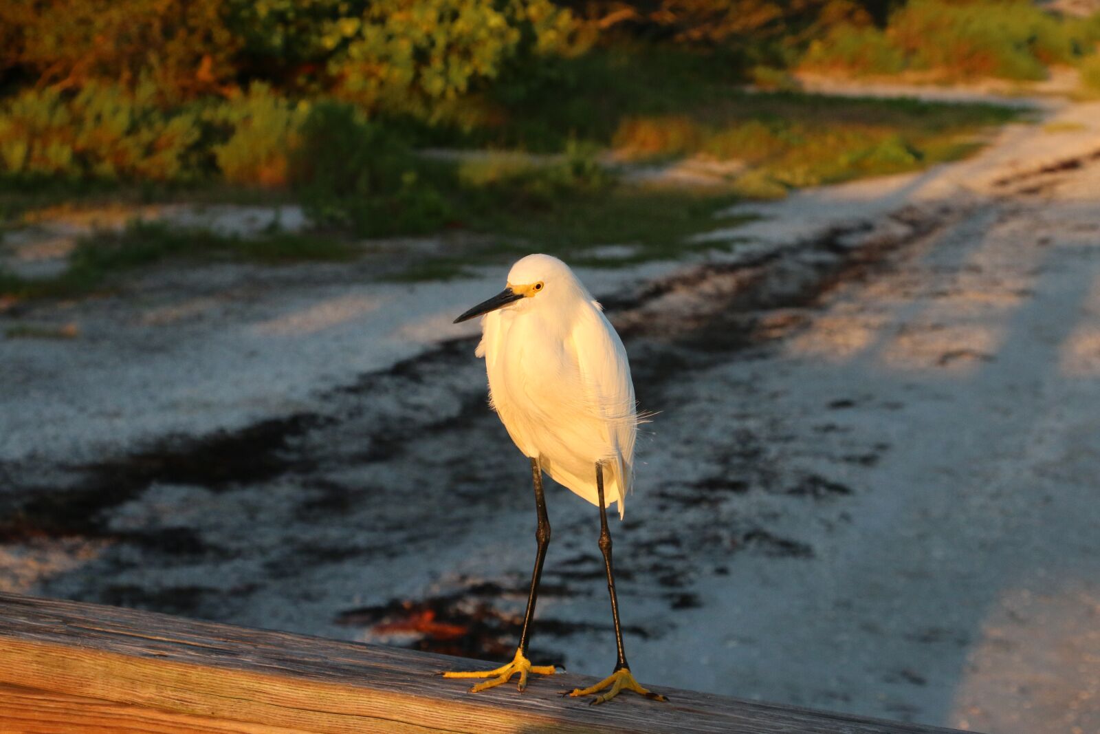 Canon EOS 70D sample photo. Beach, sunrise, ocean photography